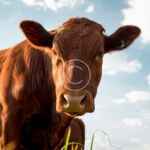 From farm to market innovative solutions for agripreneurs